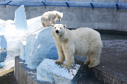 Novosibirsk Zoo